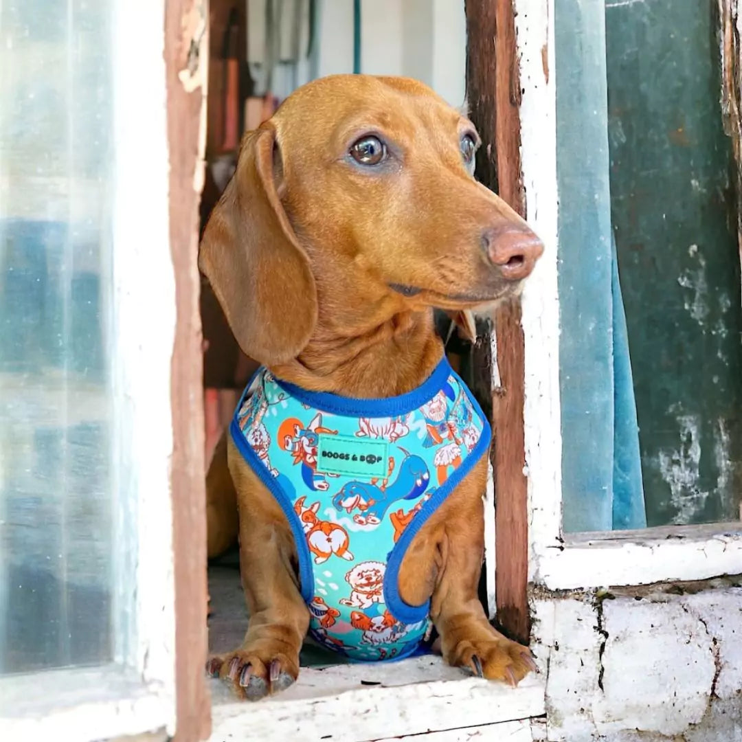 Dachshund Wearing Adjustable Beloved Breeds Dog Harness by Boogs & Boop.