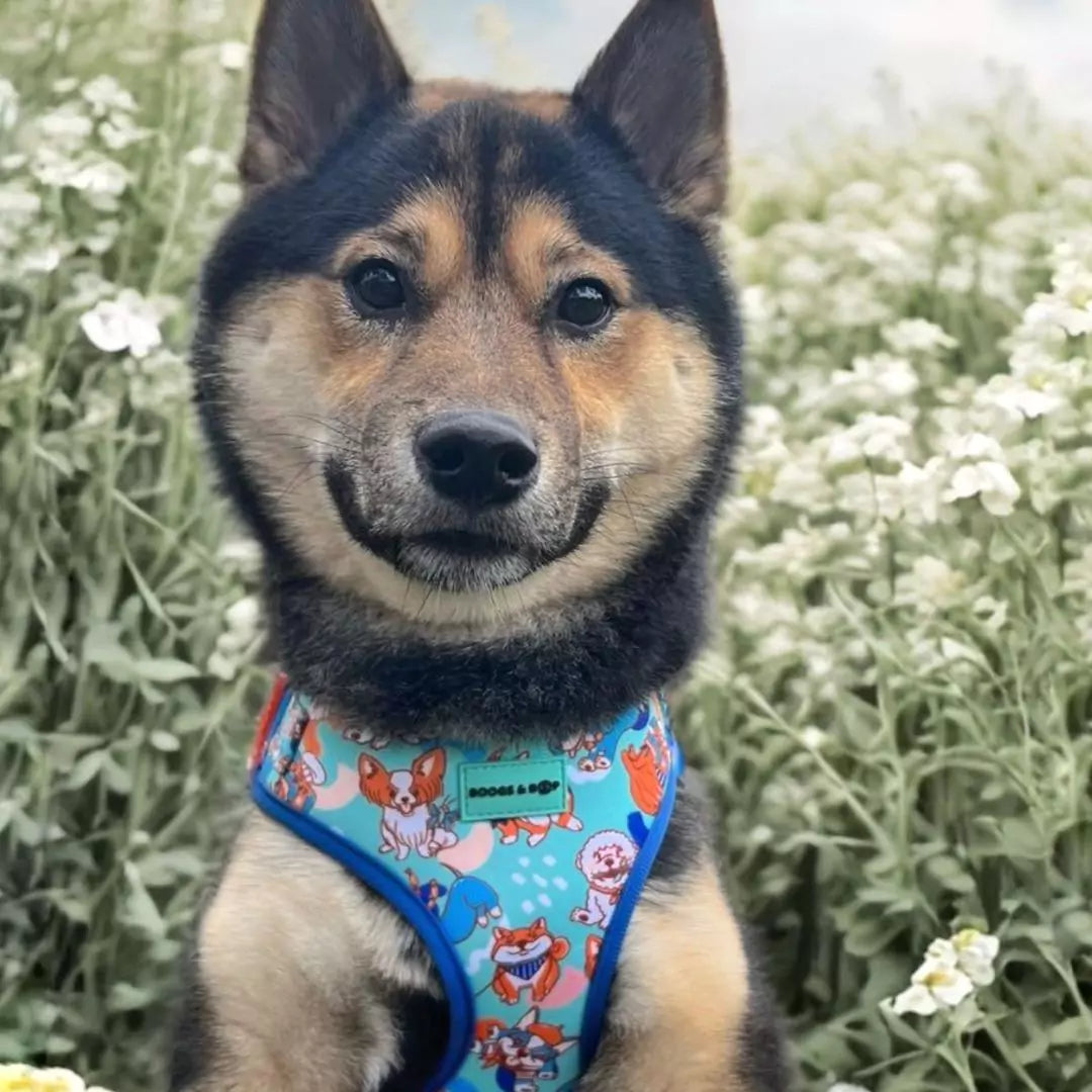 Shiba Inu, Kewpie, Wearing Adjustable Beloved Breeds Dog Harness by Booos & Boop.