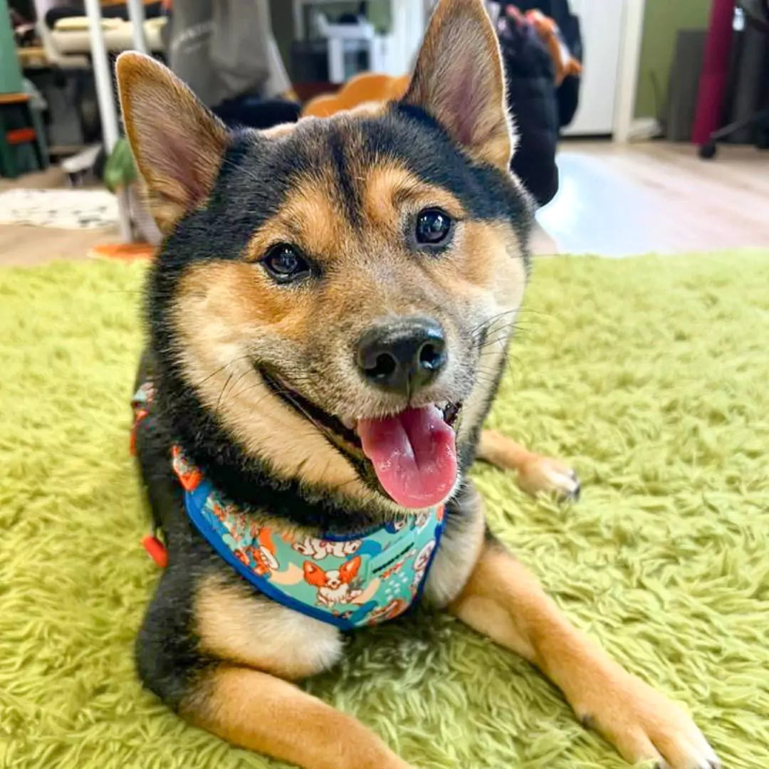 Shiba Inu With Tongue Out Wearing Adjustable Beloved Breeds Dog Harness by Boogs & Boop.