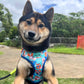 Shiba Inu Wearing Adjustable Beloved Breeds Dog Harness by Boogs & Boop.