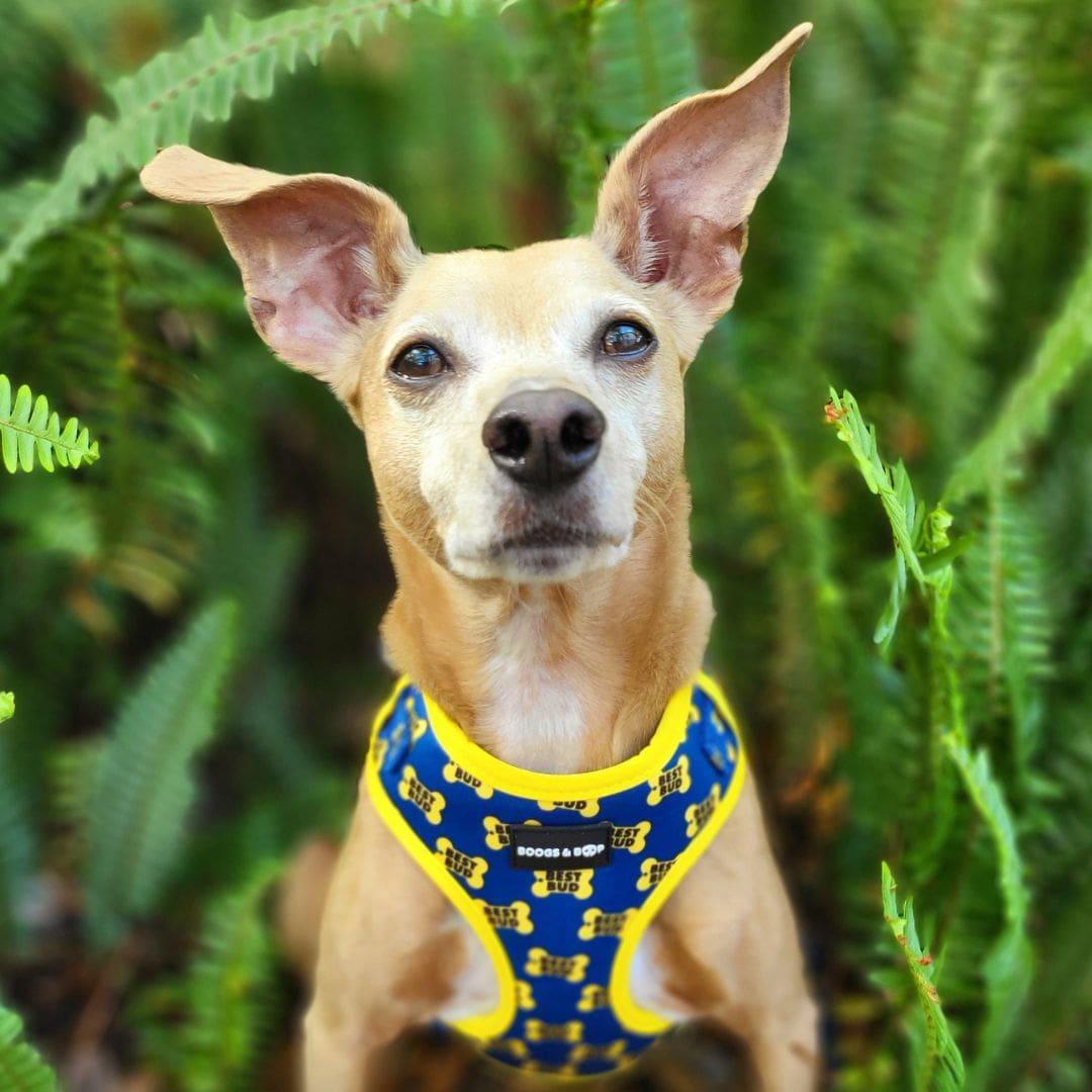 Talesofdexter Wearing Boogs & Boop Best Bud Harness.