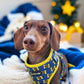 Chocolate Dachshund Wearing Boogs & Boop Adjustable Best Bud Dog Harness for Christmas.