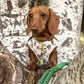 Mini Dachshund Wearing Adjustable Boho Botanical Plant Neoprene Dog Harness by Boogs & Boop.