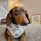 Mini Chocolate Dachshund Wearing Adjustable Boho Botanical Plant Neoprene Dog Harness by Boogs & Boop.