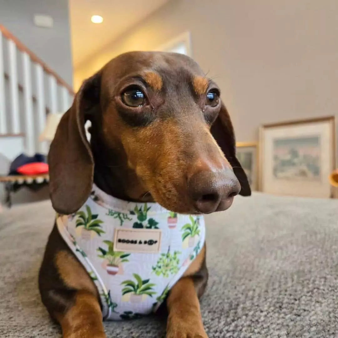 Mini Chocolate Dachshund Wearing Adjustable Boho Botanical Plant Neoprene Dog Harness by Boogs & Boop.