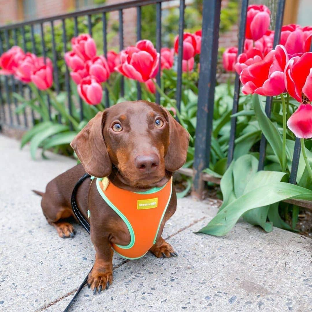 Itsminimilo Wearing Adjustable Summer Color Block Dog Harness - Sherbet Orange by Boogs & Boop.