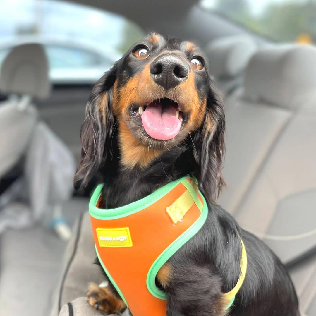 Dachshund in Car Wearing Adjustable Summer Color Block Dog Harness - Sherbet Orange by Boogs & Boop.