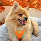 Pomeranian Wearing Adjustable Summer Color Block Dog Harness - Sherbet Orange by Boogs & Boop for fall.