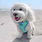 Bodhi_moon_the_coton Wearing Adjustable Summer Color Block Dog Harness - Surfrider Blue by Boogs & Boop.