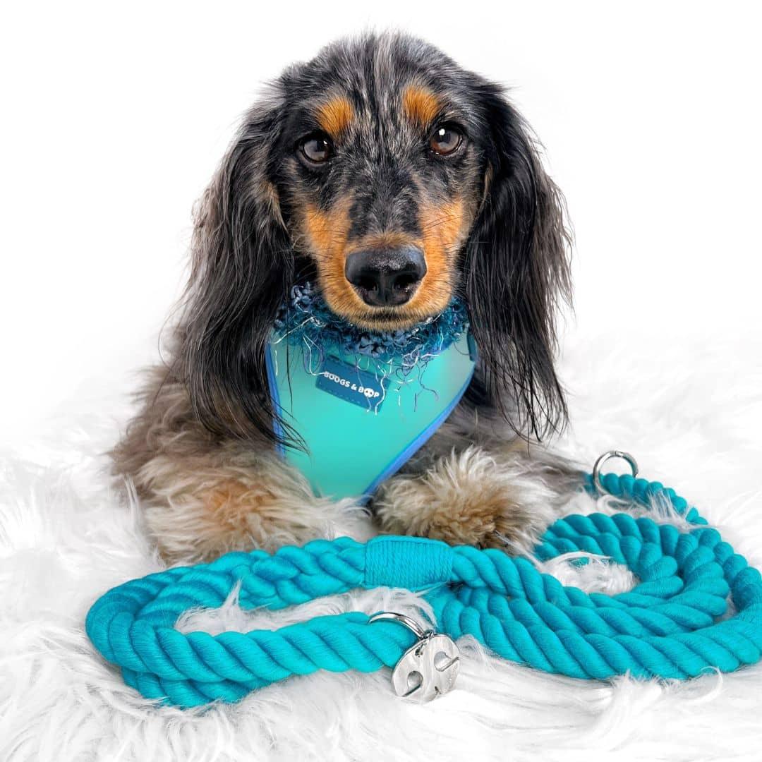 Dachshund Wearing Adjustable Summer Color Block Dog Harness - Surfrider Blue by Boogs & Boop.