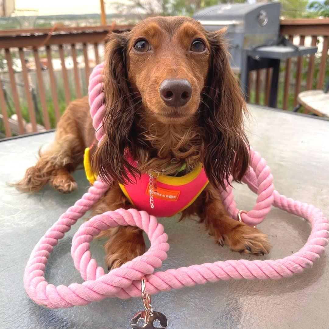 Dachshund Wearing Adjustable Summer Color Block Dog Harness - Tropical Punch Pink by Boogs & Boop.