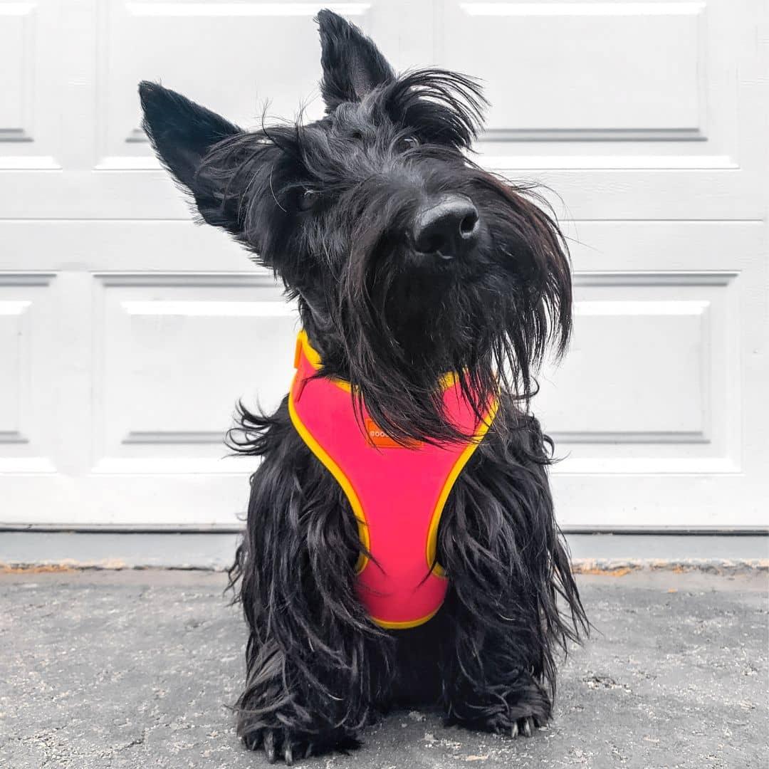 Scottie Dog Wearing Adjustable Summer Color Block Dog Harness - Tropical Punch Pink by Boogs & Boop.