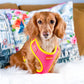 Milladivadoxie Wearing Adjustable Summer Color Block Dog Harness - Tropical Punch Pink by Boogs & Boop.