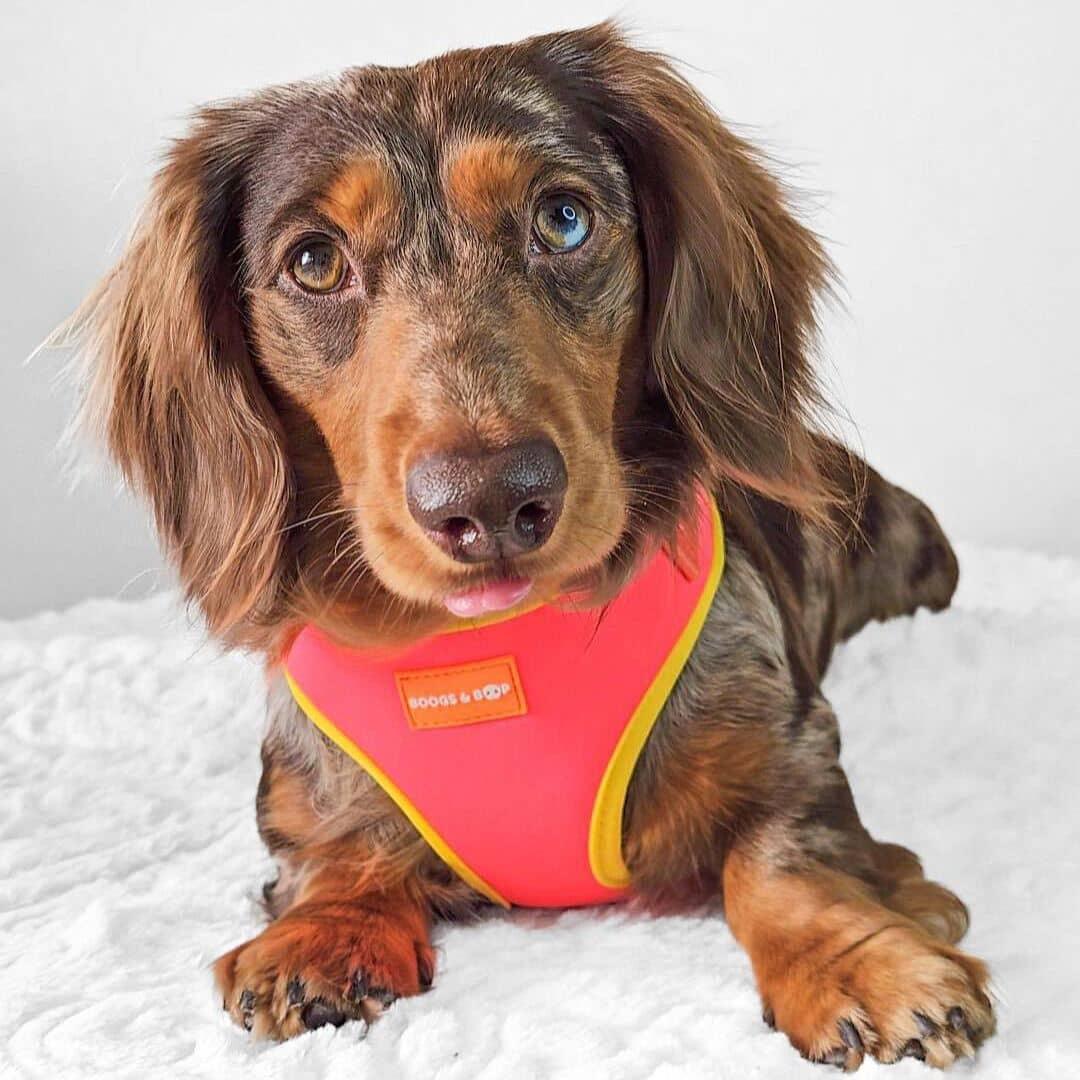 Wafflesthehotdog Wearing Adjustable Summer Color Block Dog Harness - Tropical Punch Pink by Boogs & Boop.