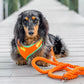 Luckoftheisles Dachshund on Pier Wearing Adjustable Summer Color Block Dog Harness - Sherbet Orange by Boogs & Boop.