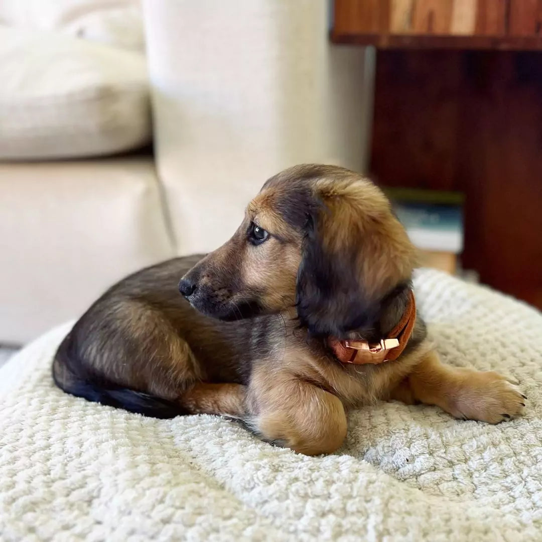 Miniature Dachshund Puppy Wearing Adjustable Corduroy Dog Collar - Rust Orange by Boogs & Boop.