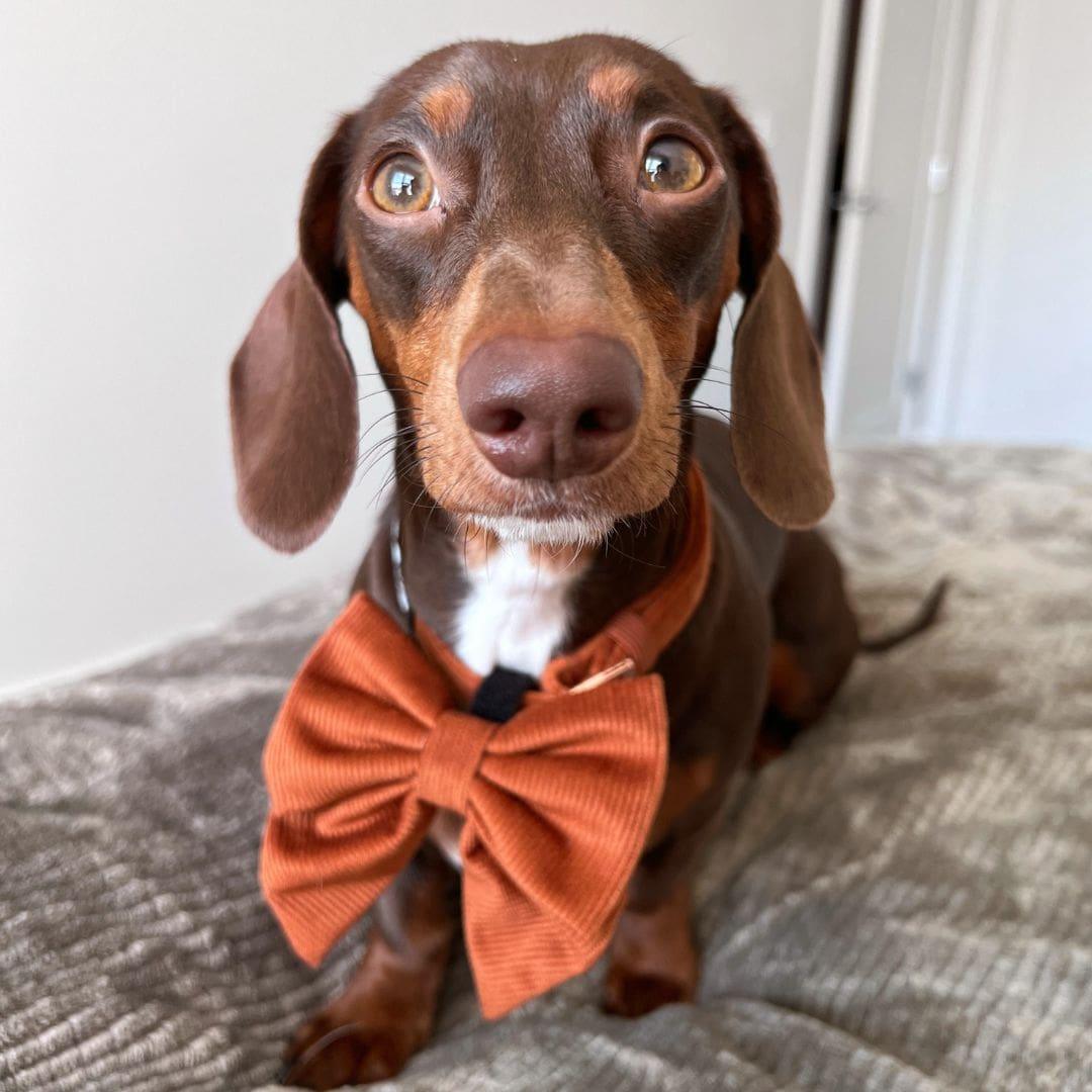 Corduroy Dog Collar - Rust