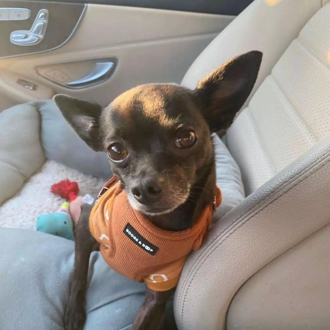 Chihuahua Wearing Boogs & Boop Adjustable Corduroy Dog Harness - Rust Orange.