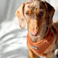 Dachshund Wearing Boogs & Boop Adjustable Corduroy Dog Harness - Rust Orange.