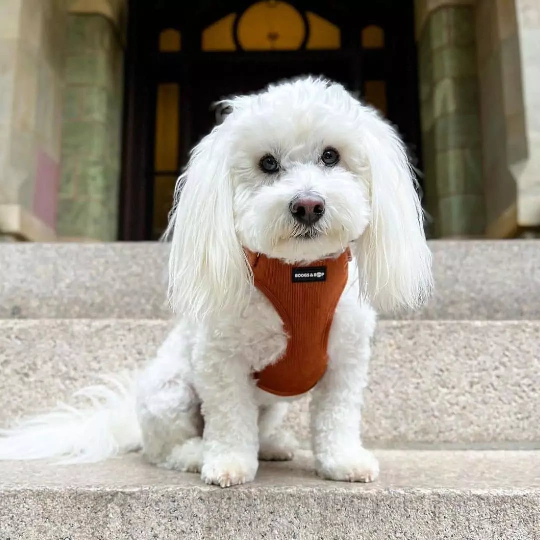 Coton de Tulear Wearing Boogs & Boop Adjustable Corduroy Dog Harness - Rust Orange.