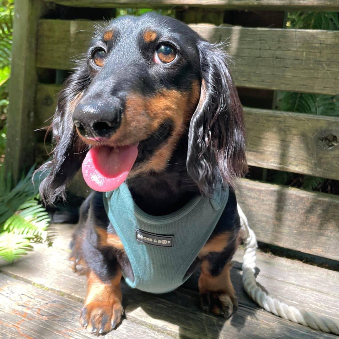 Peaches.thedachshund Wearing Boogs & Boop Corduroy Dog Harness - Moss Green.