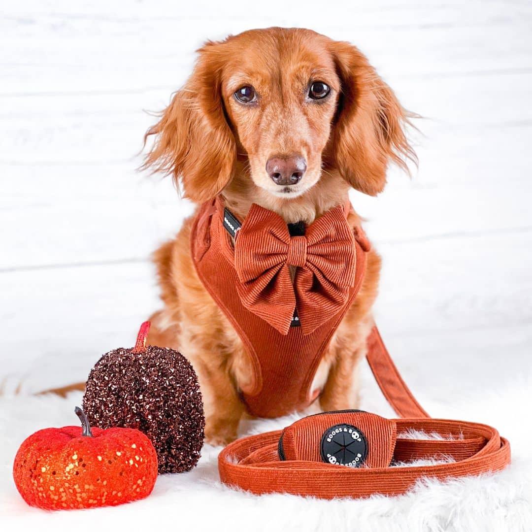 Milladivadoxie Wearing Boogs & Boop Corduroy Harness - Rust in the fall.