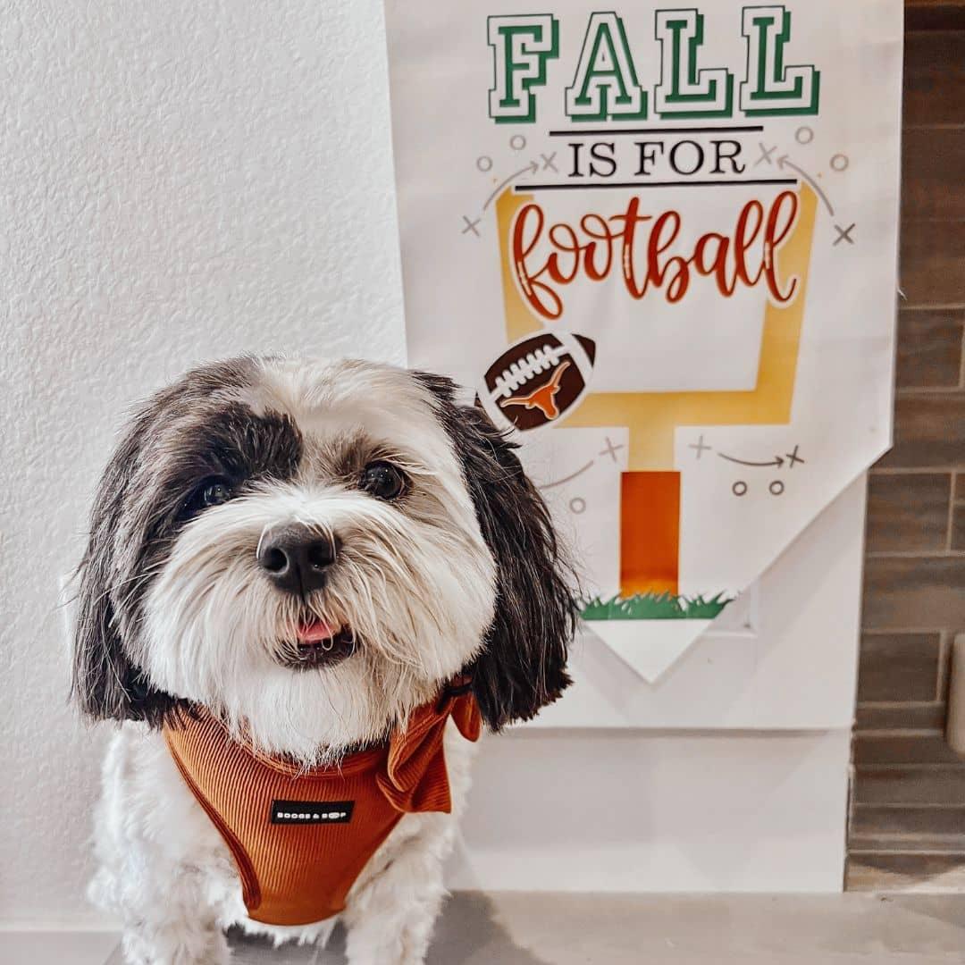 Rosetherescuepup Wearing Boogs & Boop Corduroy Harness - Rust for football season.