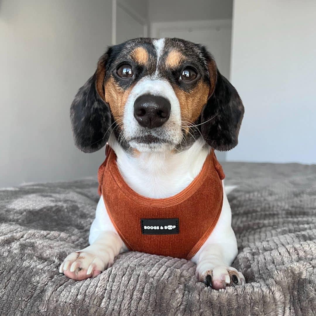 Ourdoxieduo Wearing Boogs & Boop Corduroy Dog Harness - Rust Orange.