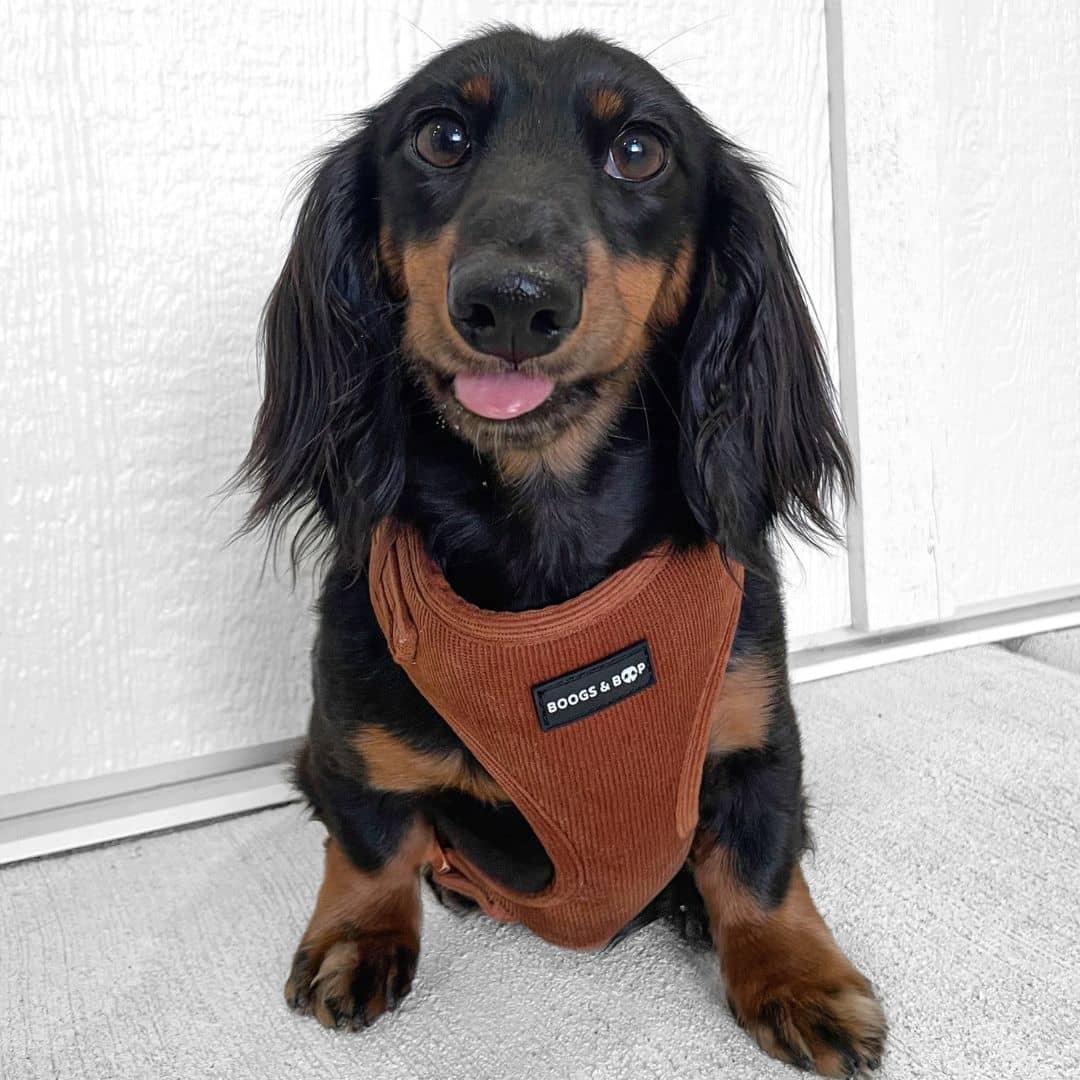 Peaches.thedachshund Wearing Boogs & Boop Corduroy Dog Harness - Rust Orange.