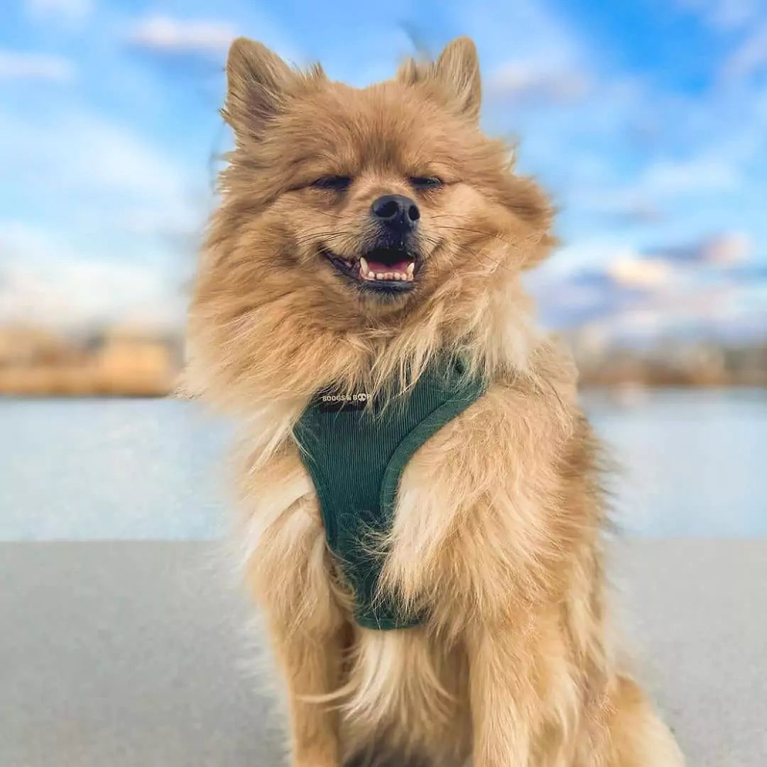 Pomeranian Smiling Wearing Boogs & Boop Corduroy Dog Harness - Moss Green.