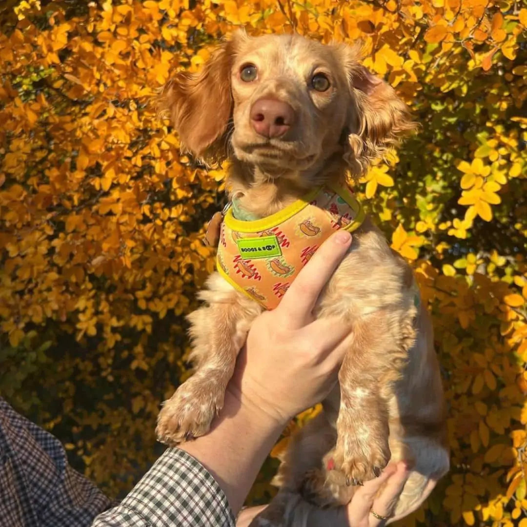 Butter Dachshund Wearing Adjustable Hot Dog Lover Dog Harness by Boogs & Boop with Fall Leaves.