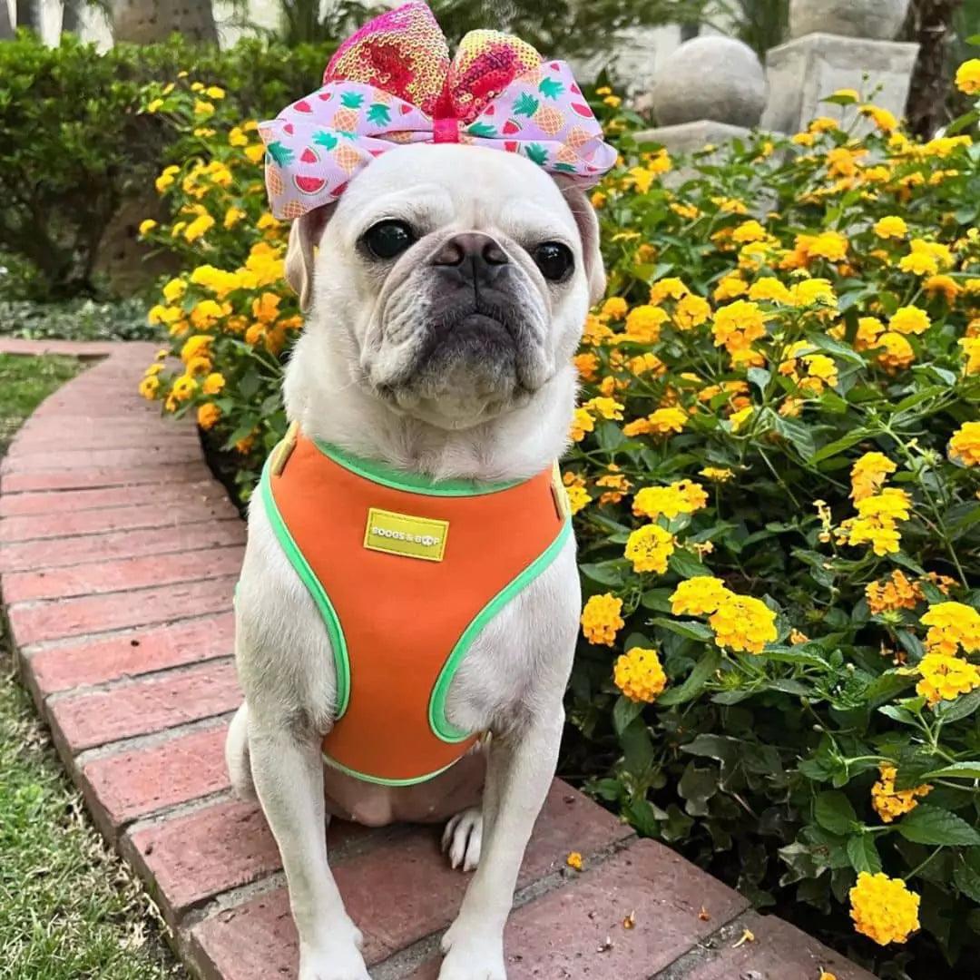 Pug Wearing Adjustable Summer Color Block Dog Harness - Sherbet Orange by Boogs & Boop.
