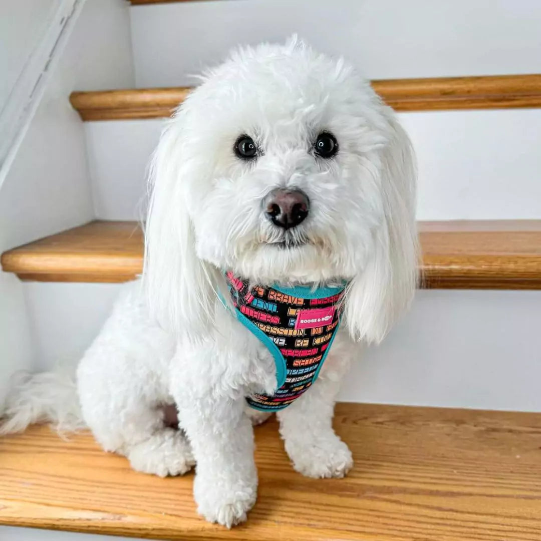 Coton de Tulear Wearing Adjustable Pawsitive Affirmations Positive Saying Dog Harness by Boogs & Boop.