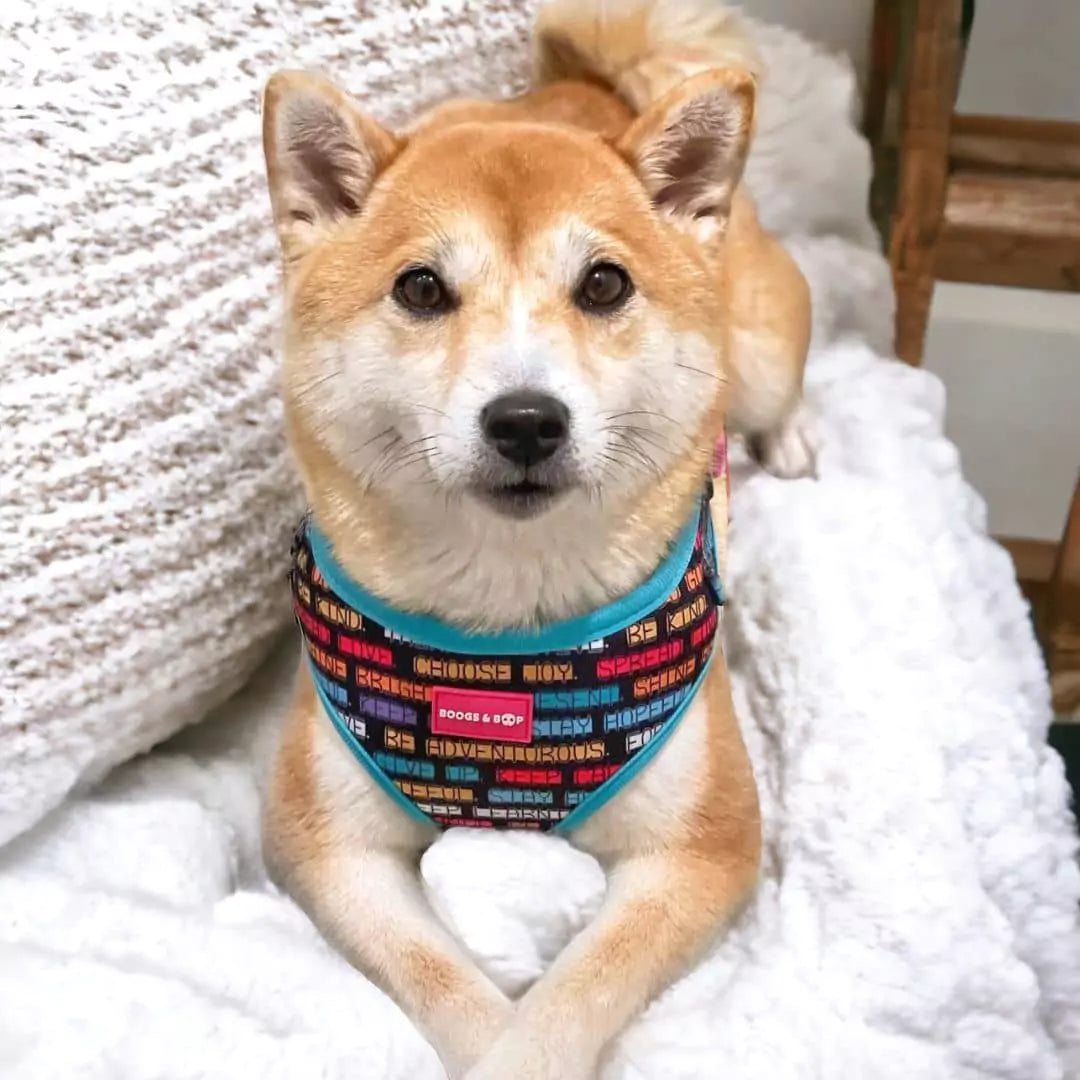 Shiba Inu Wearing Adjustable Pawsitive Affirmations Dog Harness by Boogs & Boop.
