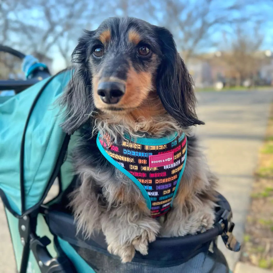 Luckoftheisles Dachshund Wearing Adjustable Pawsitive Affirmations Dog Harness by Boogs & Boop While Riding in Stroller.