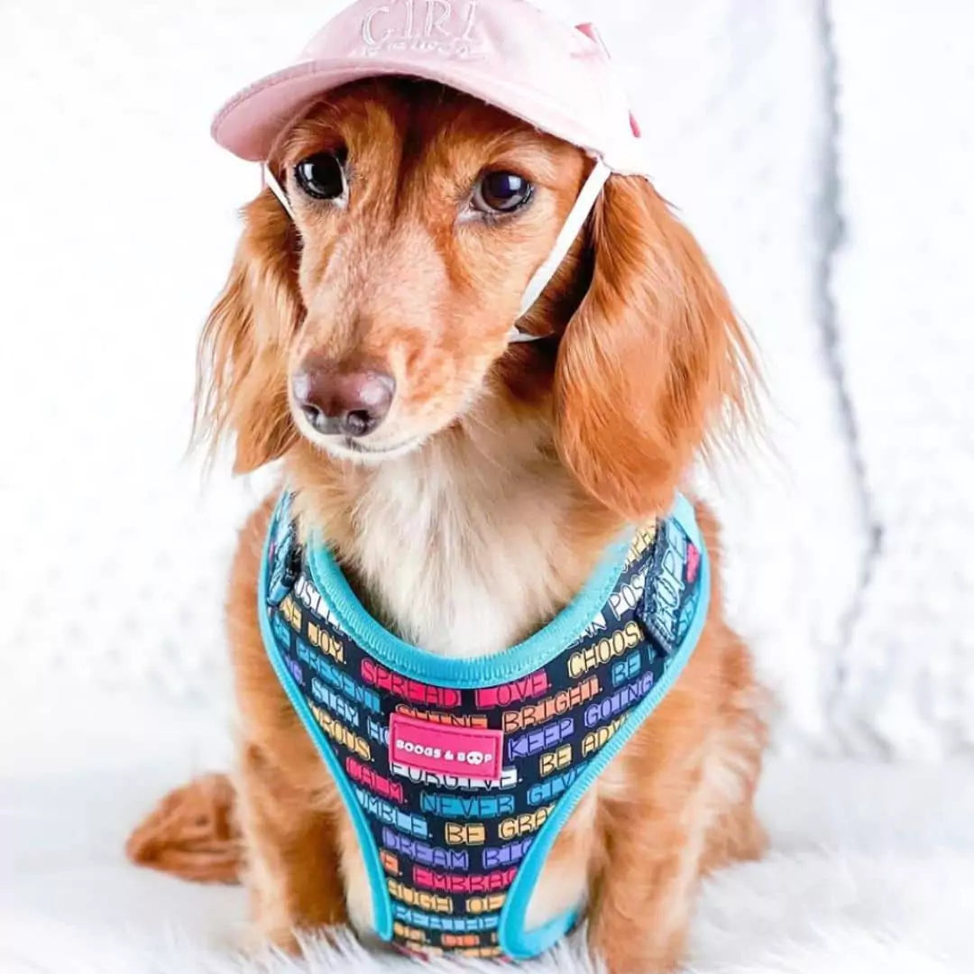 Milladivadoxie Dachshund Wearing Adjustable Pawsitive Affirmations Dog Harness by Boogs & Boop.