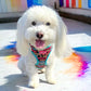 Coton de Tulear Wearing Adjustable Pawsitive Affirmations Dog Harness by Boogs & Boop.