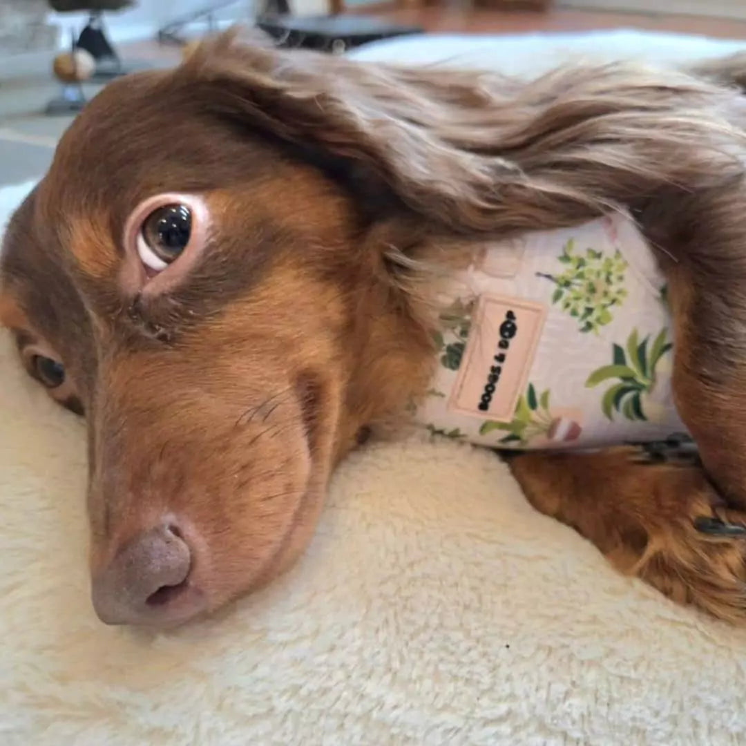 Longhaired Chocolate Dachshund Wearing Adjustable Boho Botanical Plant Neoprene Dog Harness by Boogs & Boop.