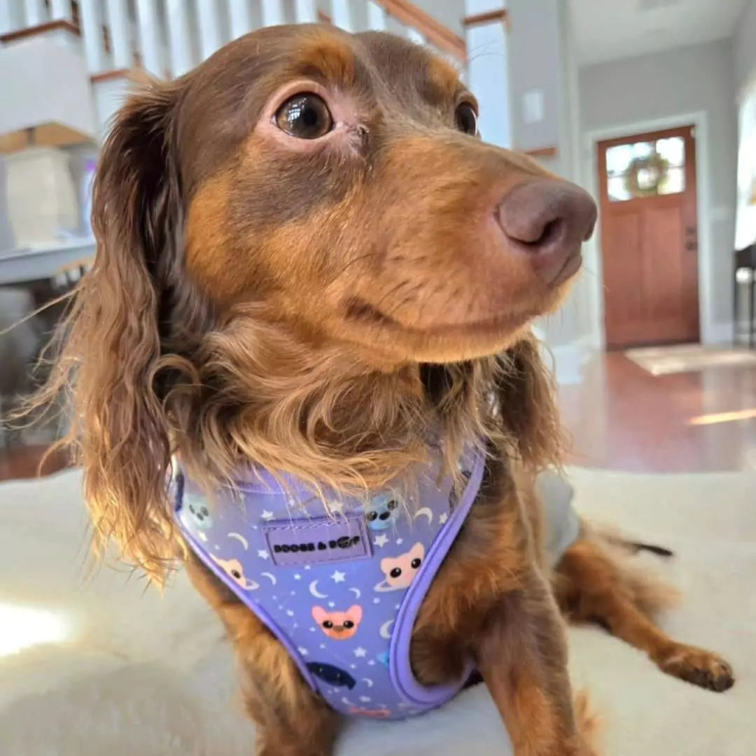 Adjustable Purple Astro-Mutts Dog Harness Worn by Longhaired Chocolate Dachshund.