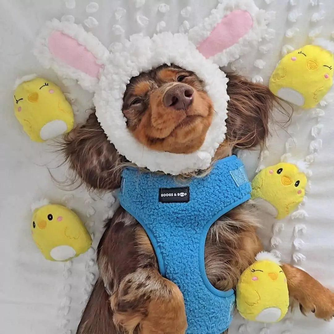 Longhaired Chocolate Dapple Dachshund Wearing Boogs & Boop Adjustable Teddy Harness - Electric Blue with Bunny Ears and Chick Plush Toys for Easter.