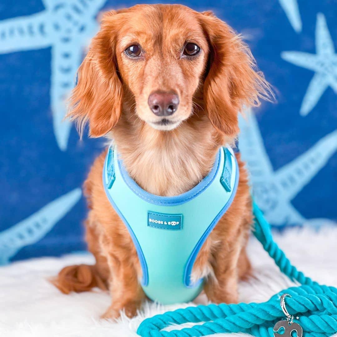 Longhaired Dachshund Wearing Adjustable Summer Color Block Dog Harness - Surfrider Blue by Boogs & Boop.