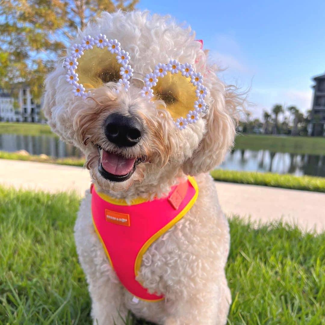 Remy Rose Golden Doodle Wearing Adjustable Summer Color Block Dog Harness - Tropical Punch Pink by Boogs & Boop with floral sunglasses.