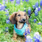 Longhaired Dachshund Puppy Wearing Adjustable Summer Color Block Dog Harness - Surfrider Blue by Boogs & Boop While Sitting in a Field of Blue Bonnets.