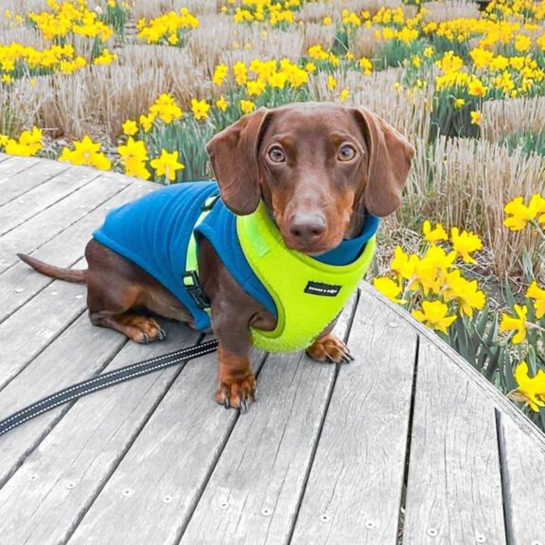 Itsminimilo Wearing Adjustable Teddy Fabric Dog Harness - Highlighter Yellow by Boogs & Boop.