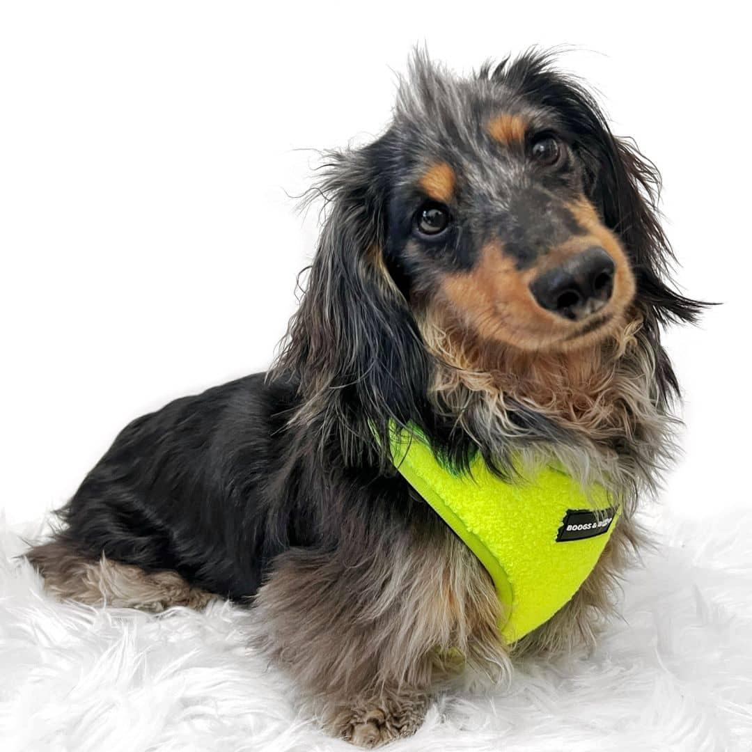 Luckoftheisles Wearing Adjustable Teddy Fabric Dog Harness - Highlighter Yellow by Boogs & Boop.