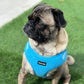 Pug Wearing Boogs & Boop Adjustable Teddy Fabric Dog Harness - Electric Blue.