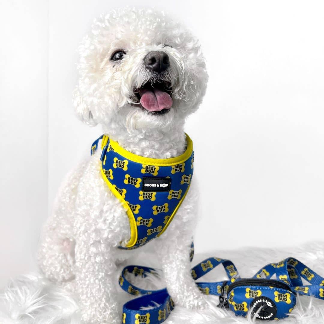 Maltipoo Wearing Boogs & Boop Best Bud Harness.