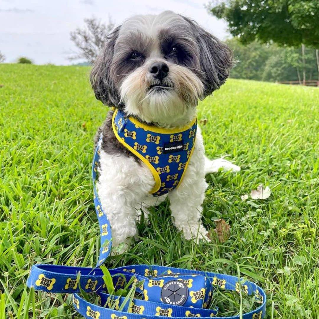 Shih Tzu Wearing Boogs & Boop Best Bud Harness.