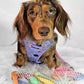 Adjustable Astro-Mutts Dog Harness with Matching Rope Leash - Pastel Rainbow Worn by @wafflesthehotdog.