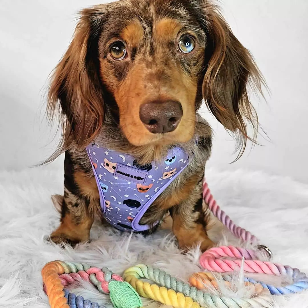 Adjustable Astro-Mutts Dog Harness with Matching Rope Leash - Pastel Rainbow Worn by @wafflesthehotdog.